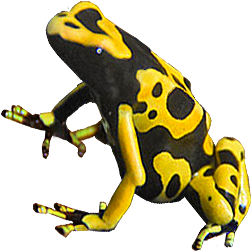 Guyana Yellow